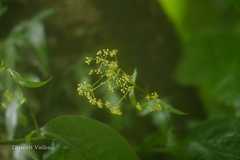 Bupleurum lanceolatum